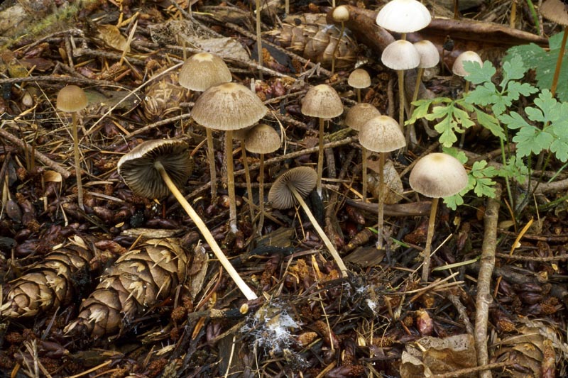 Psathyrella gracilis